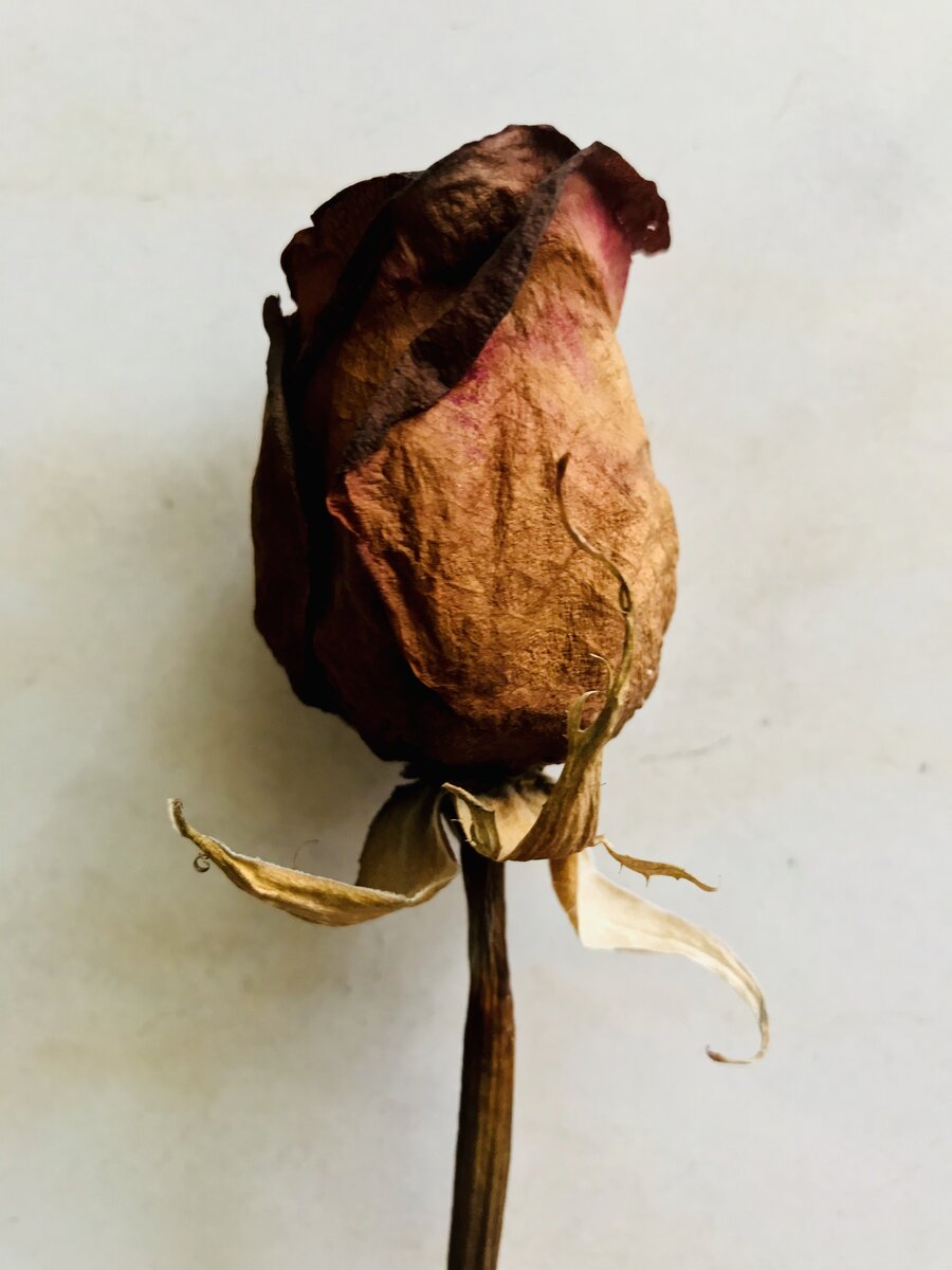 Dried Rose.jpeg