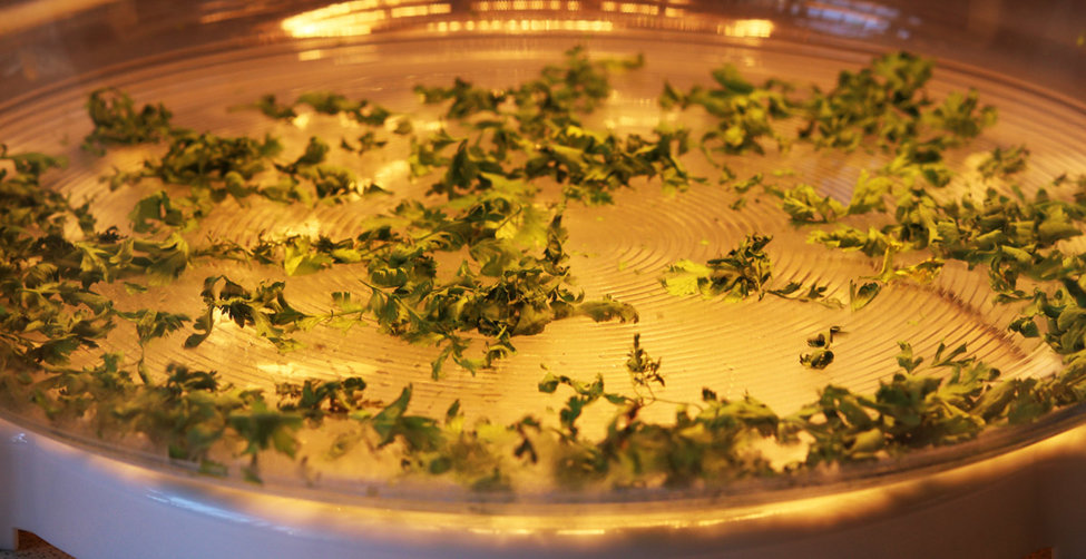 Drying fresh coriander leaves