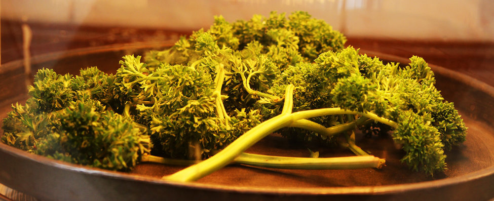 Drying fresh parsley.