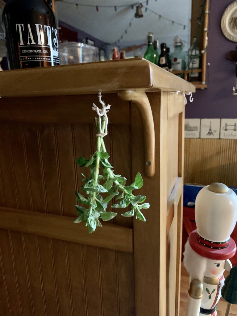 Drying Oregano