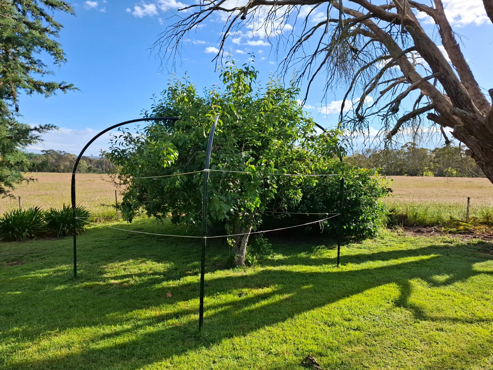 dual graft pear tree