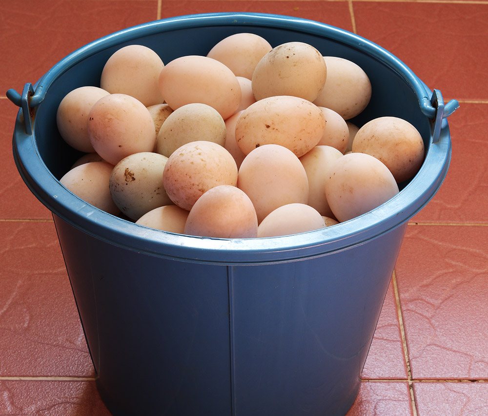 Duck eggs s.jpg