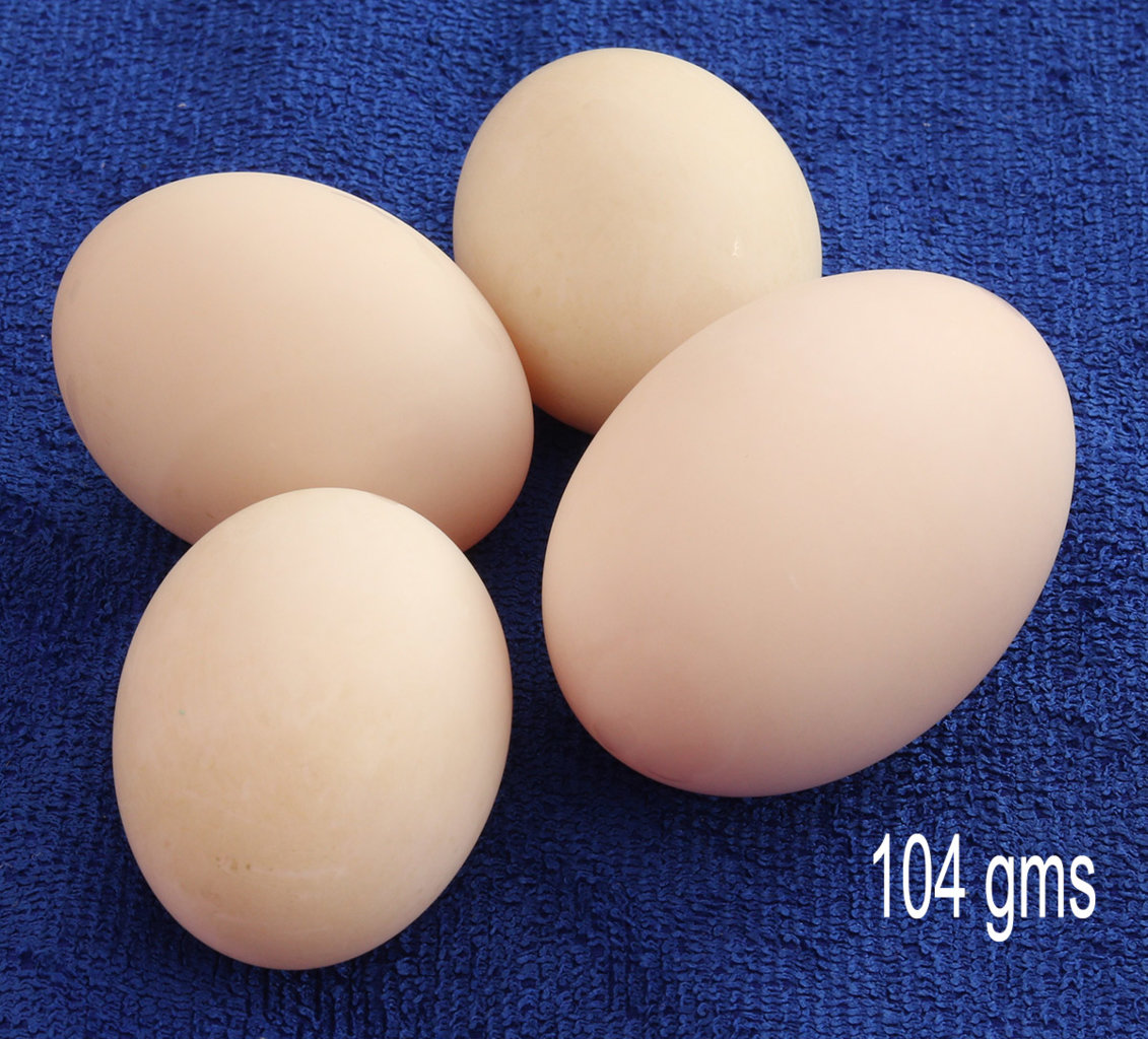 duck eggs size december s.jpg