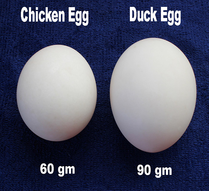 duck eggs size s.jpg
