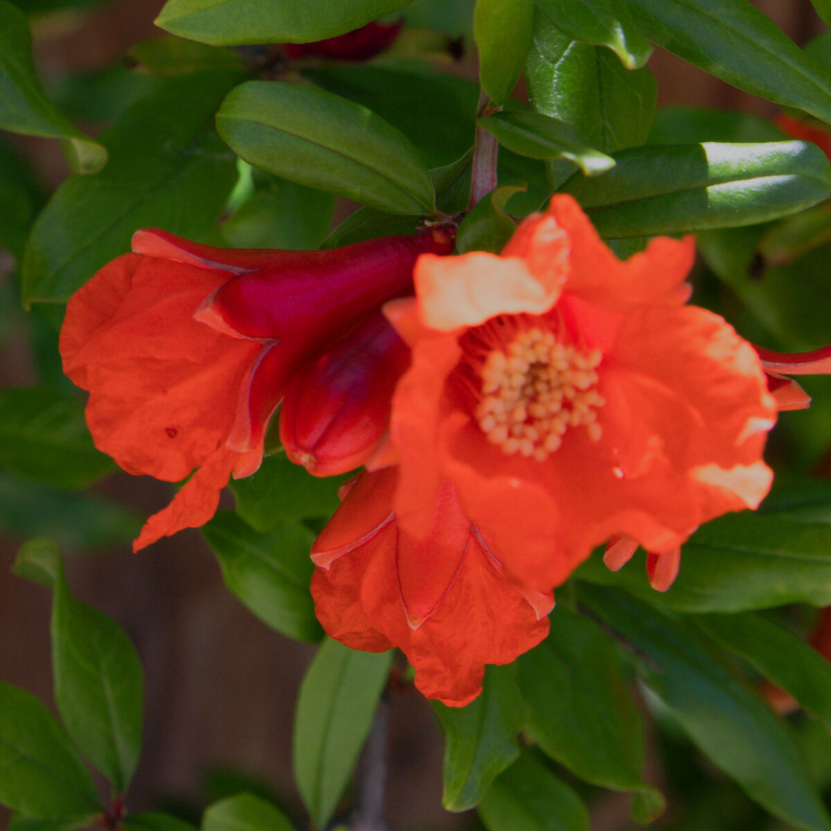 Dwarf Pomegranate Blooms