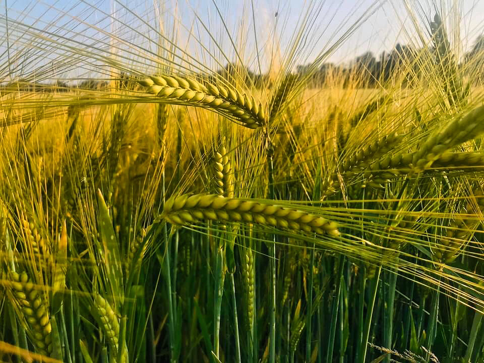 Ears of Wheat.jpeg