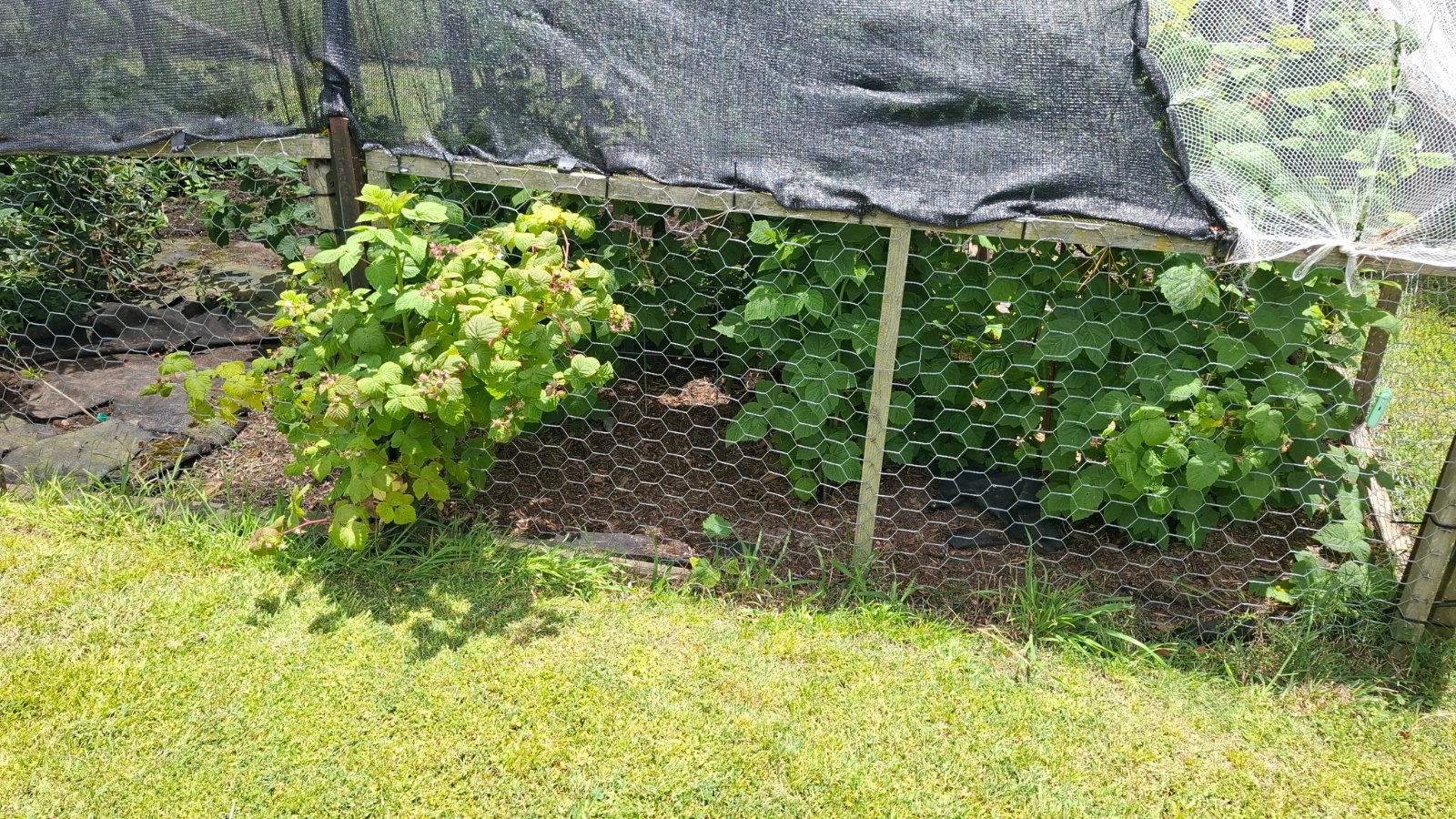 Escaping raspberries