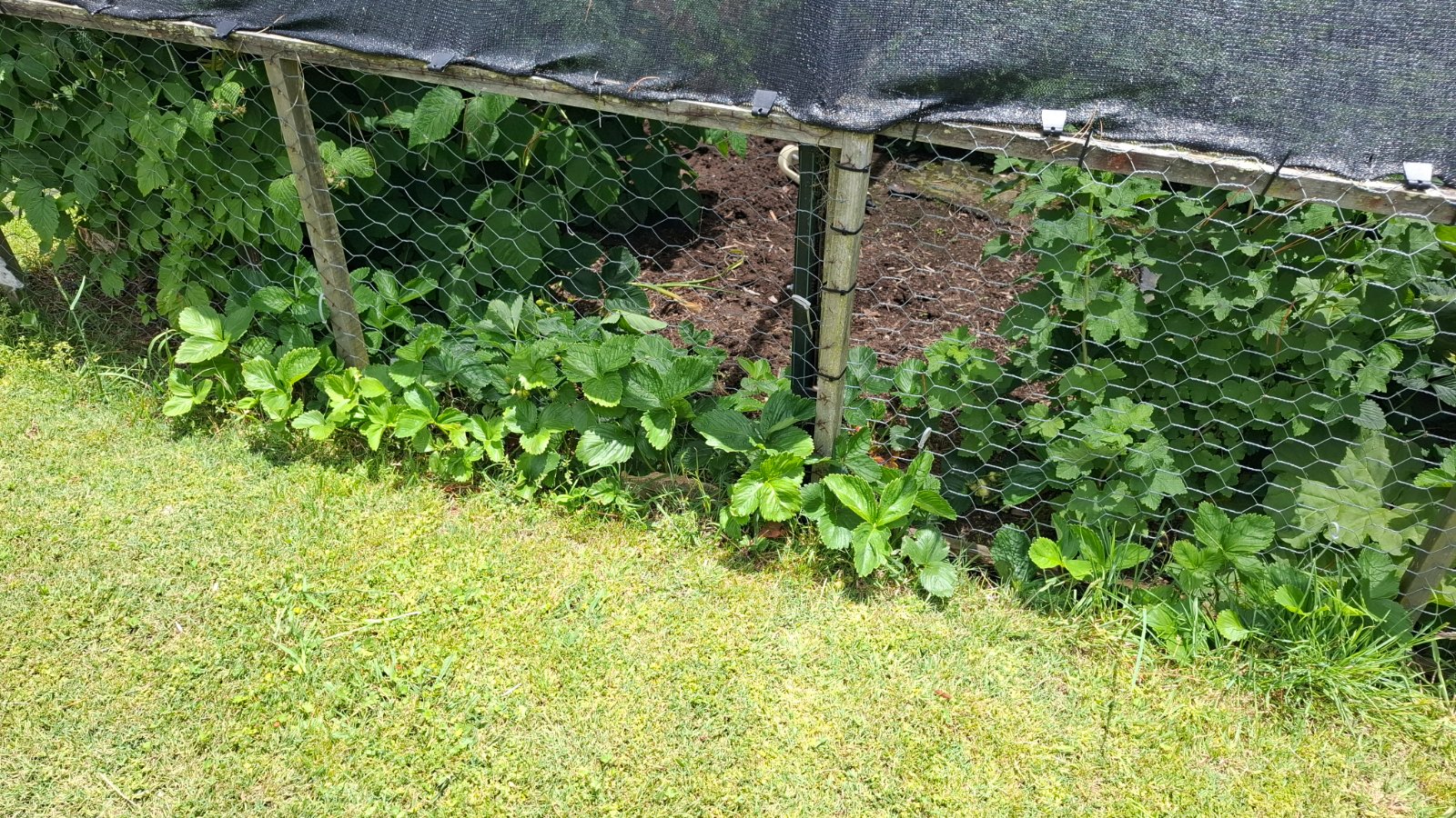 Escaping strawberries