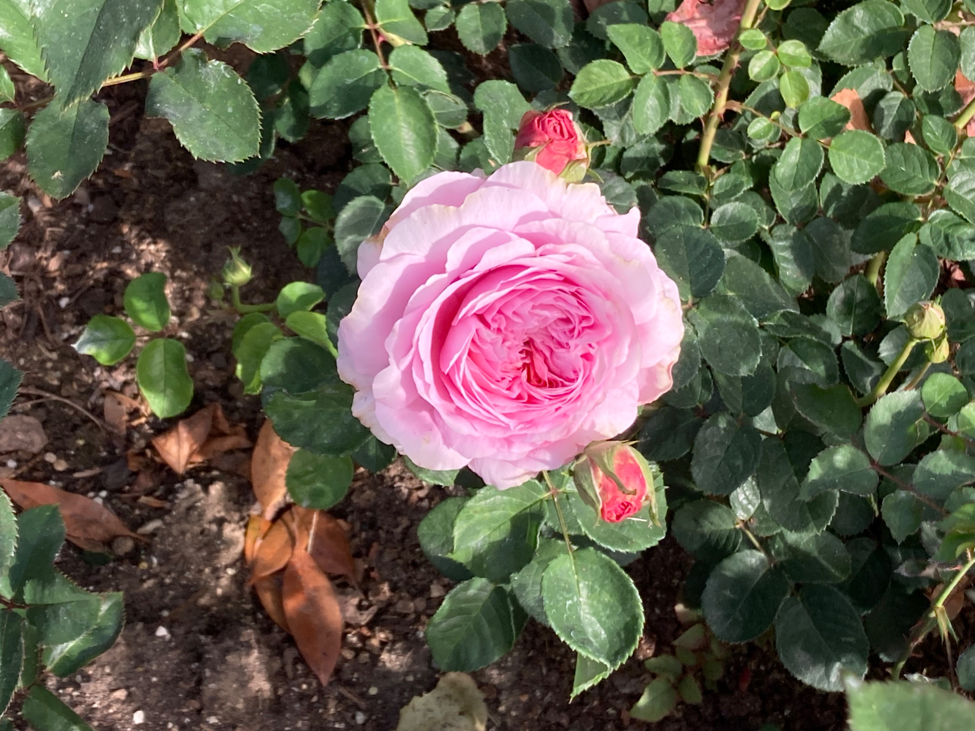 Eustacia Vye in January