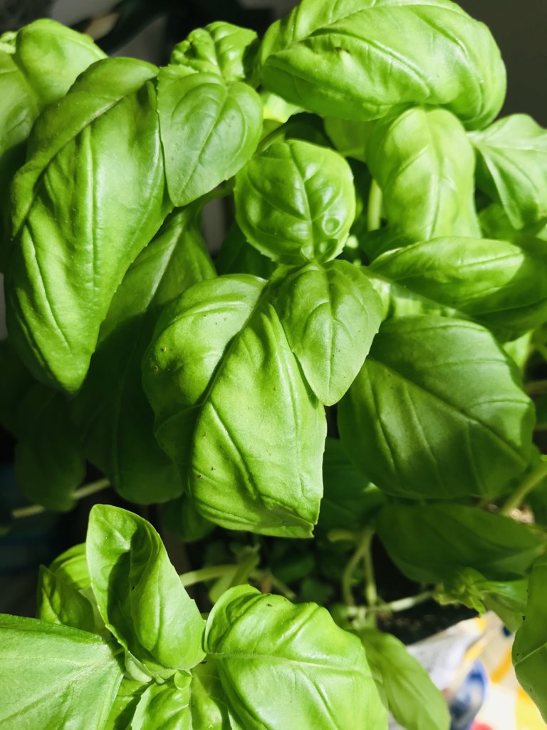 Fatty Basil Leaves on my terrace.jpeg