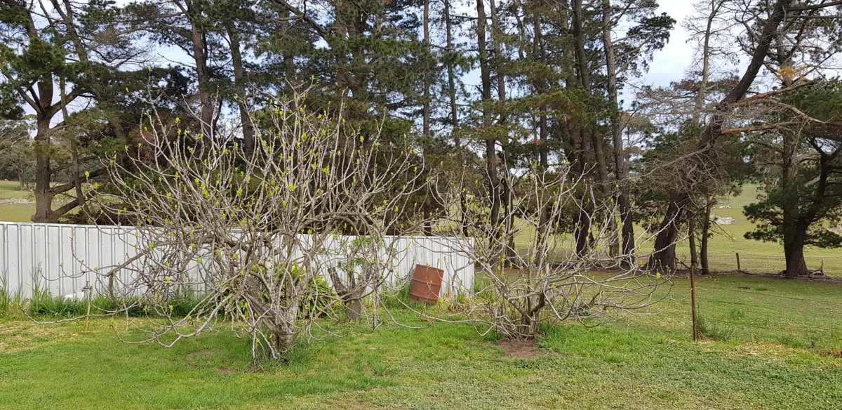 Fig trees