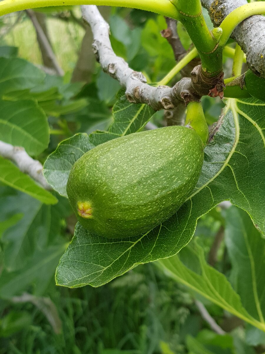 Fig