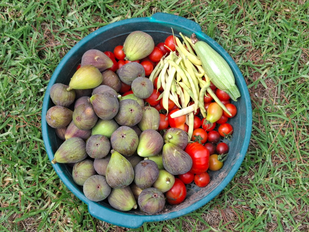 figs, tomatoes, beans, courgettes and pears