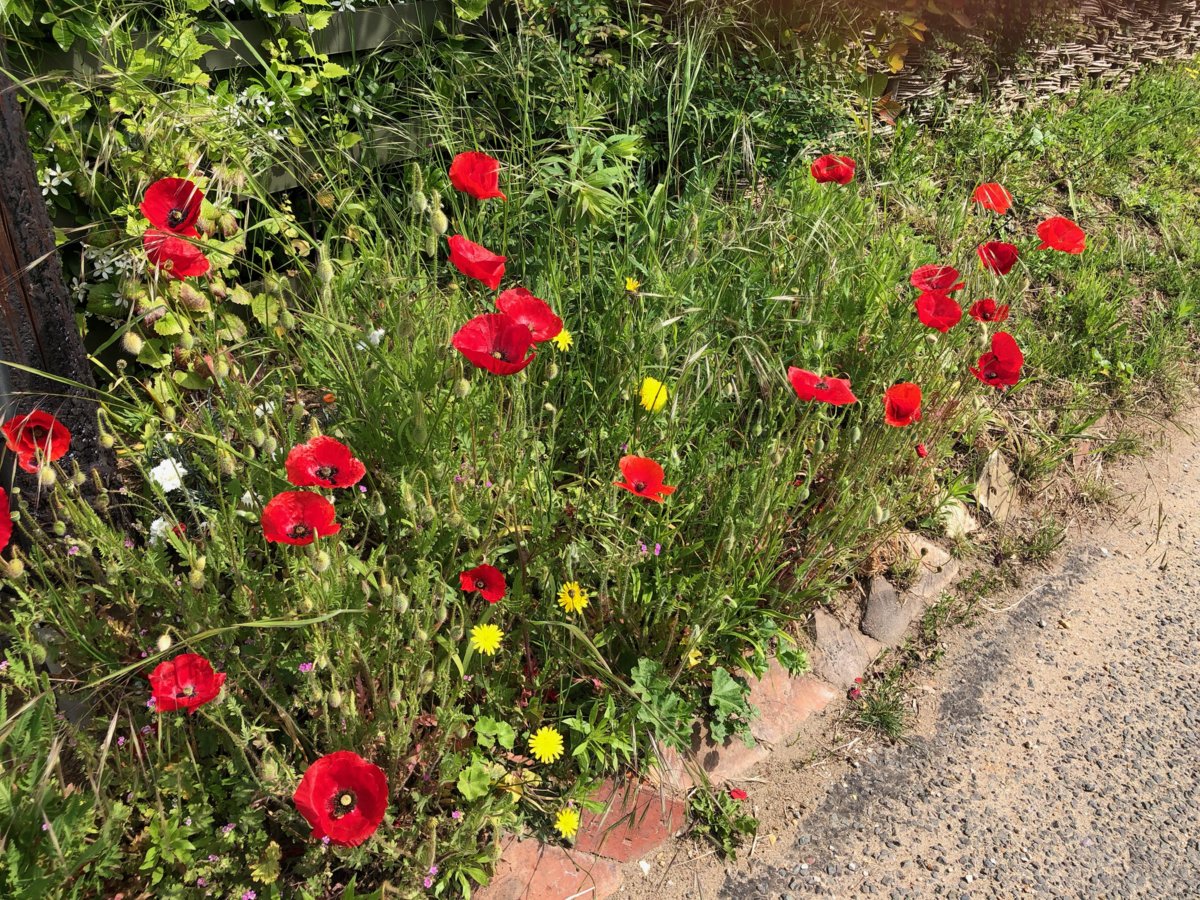 Flowers