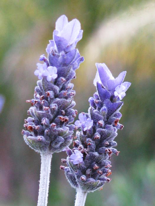 French Lavender