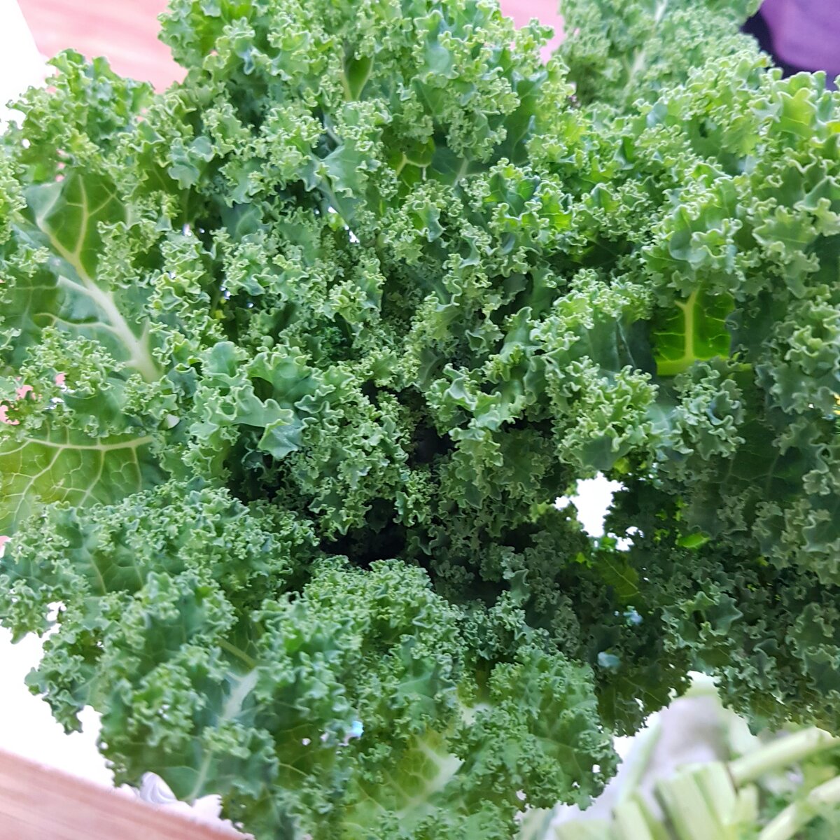 Fresh kale