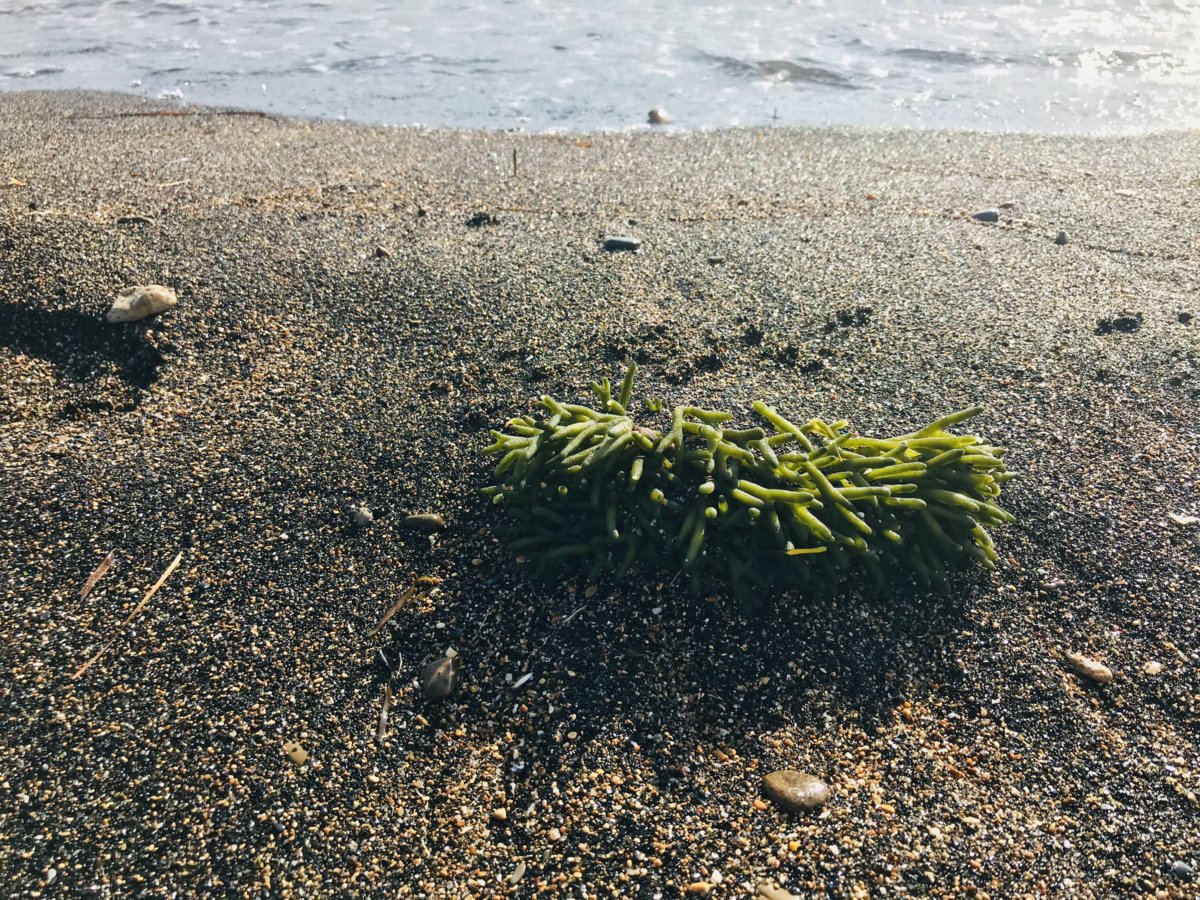 Fresh Samphire.jpeg