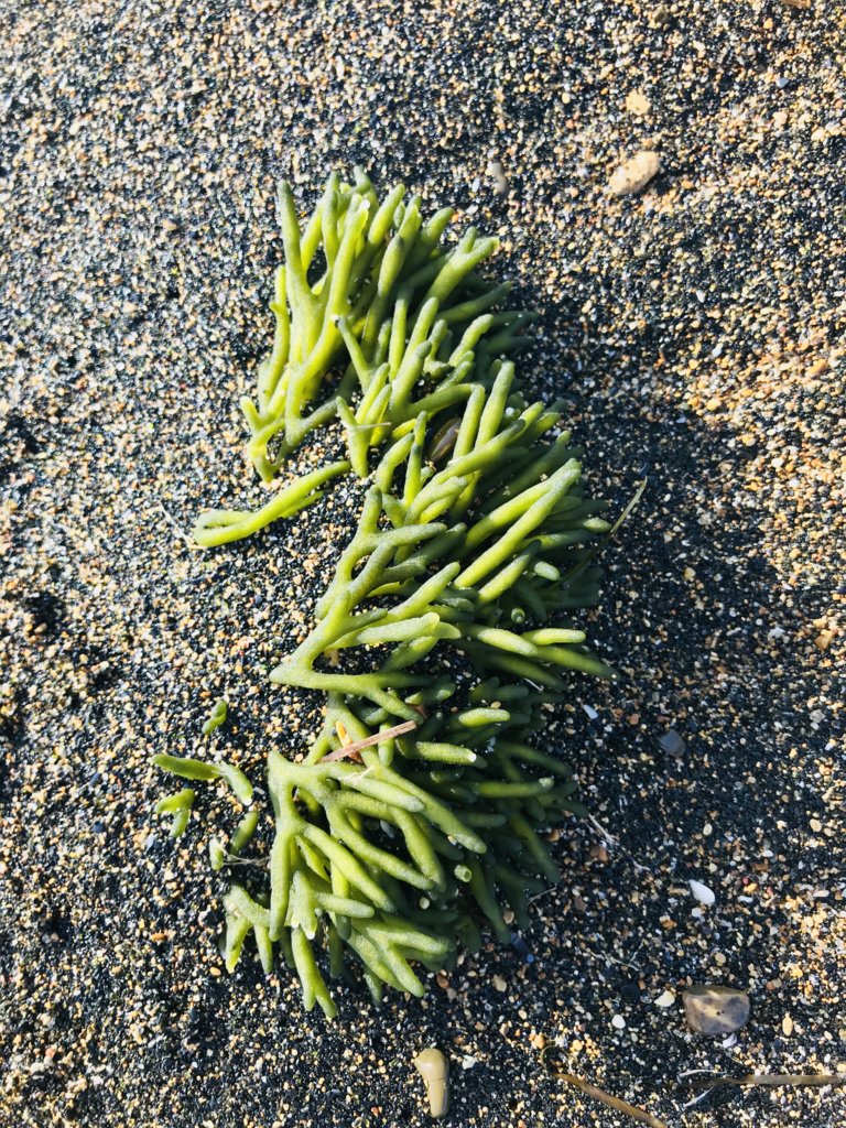 Fresh Samphire.jpeg