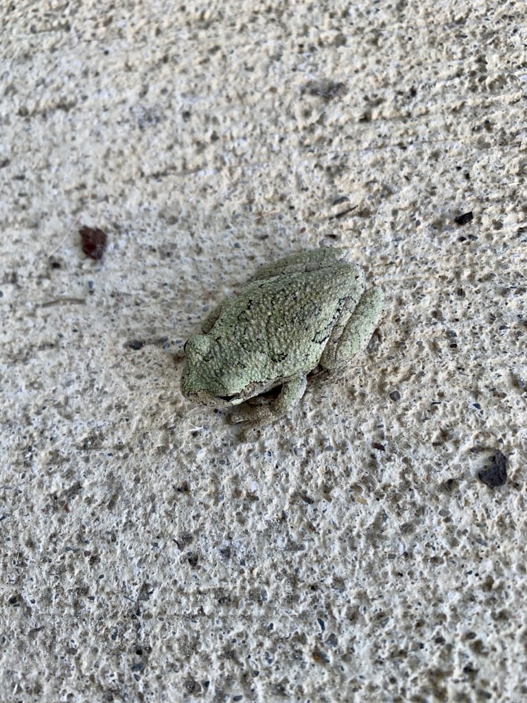 Froggy On The Porch