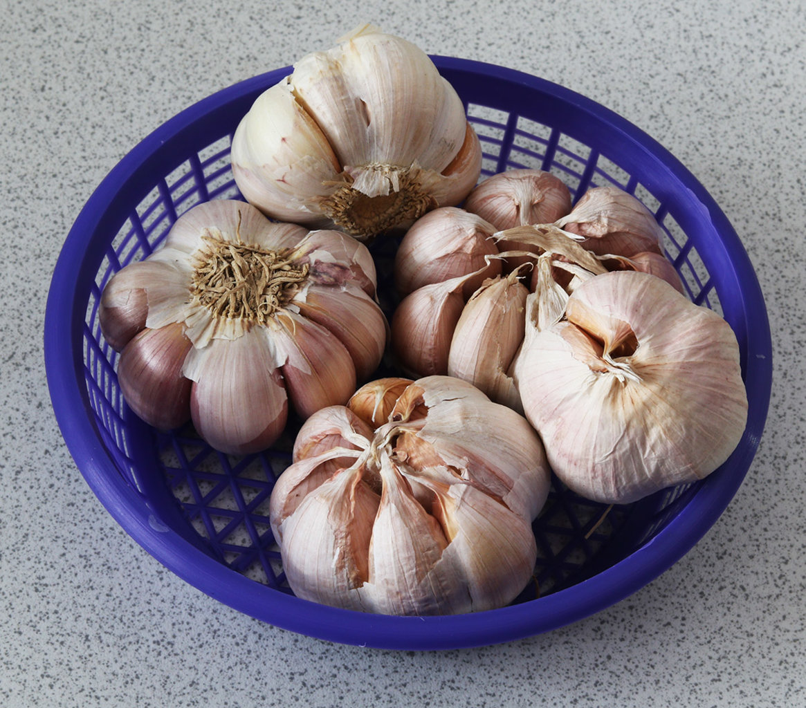 Garlic s.jpg