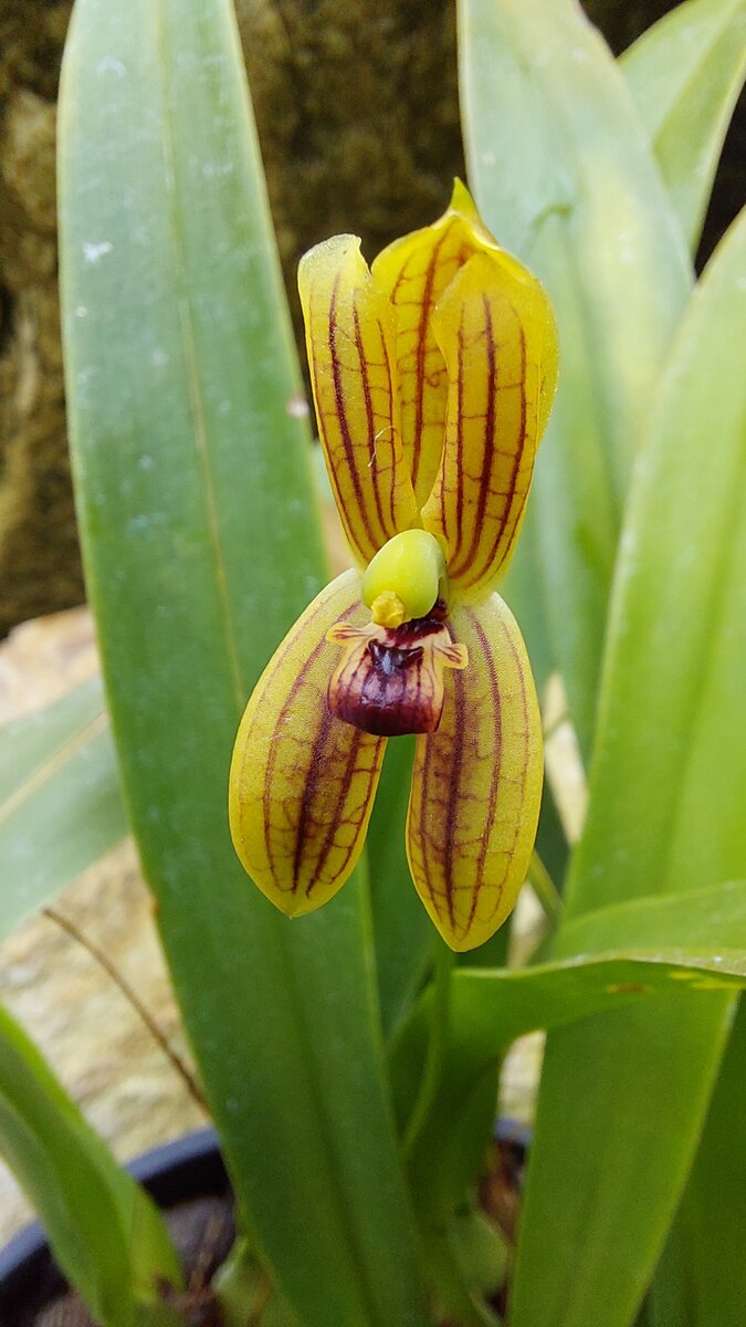 Ghost Orchid at Sydney Botanical Gardens