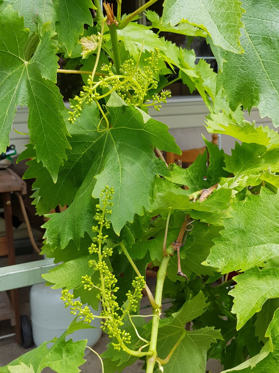 Grape vine flowers