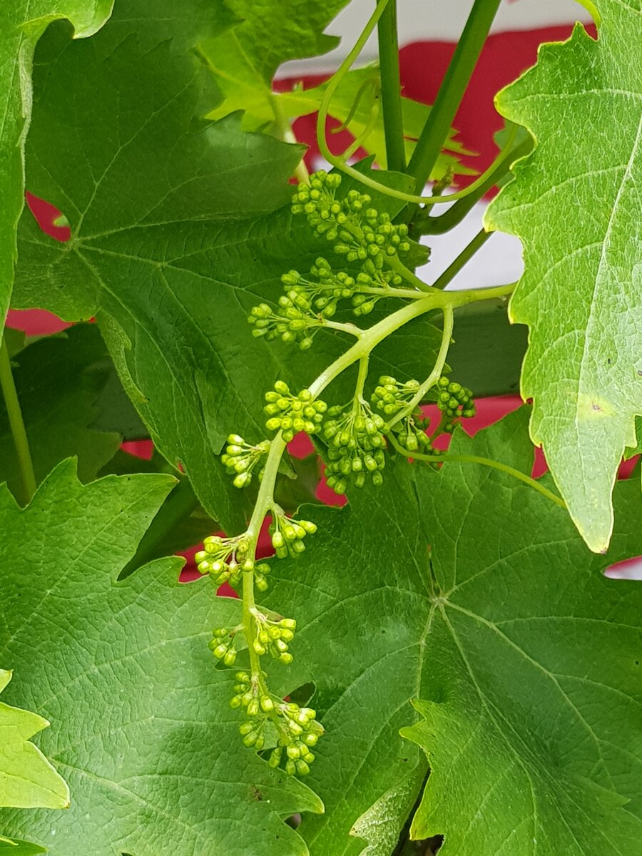 Grape vine flowers