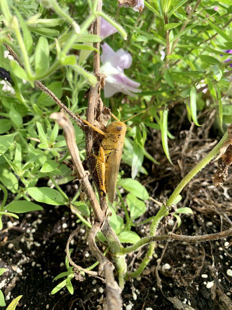 Grasshopper