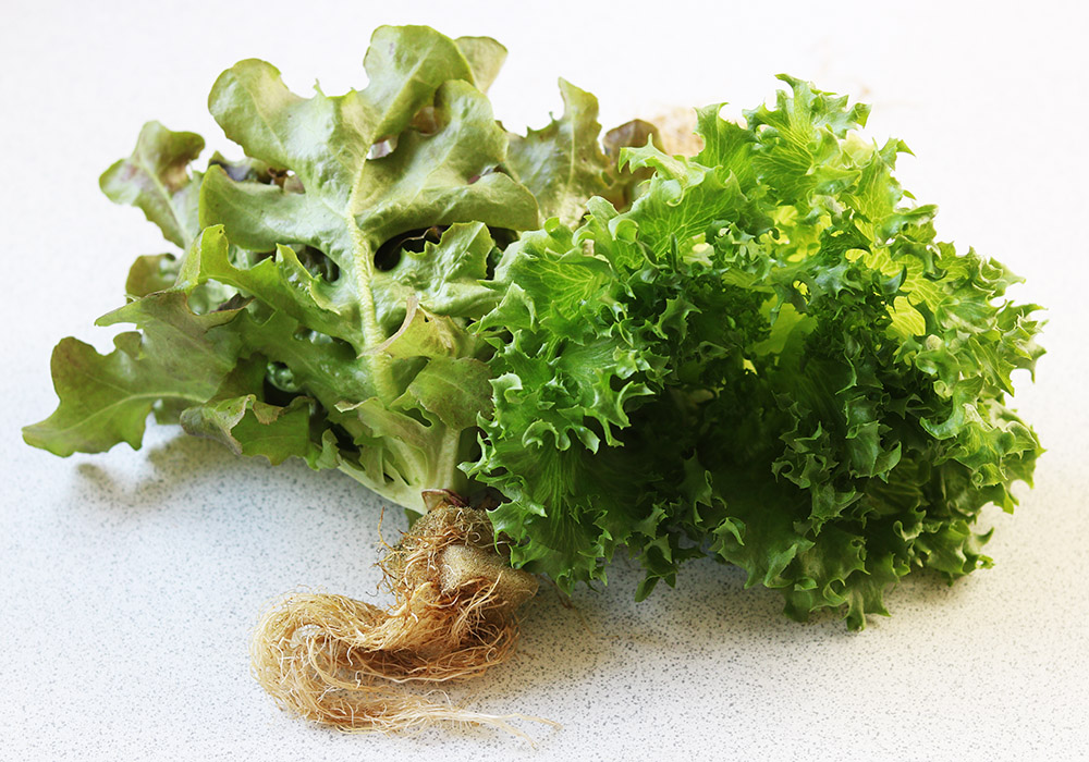 green oak lettuce s.jpg