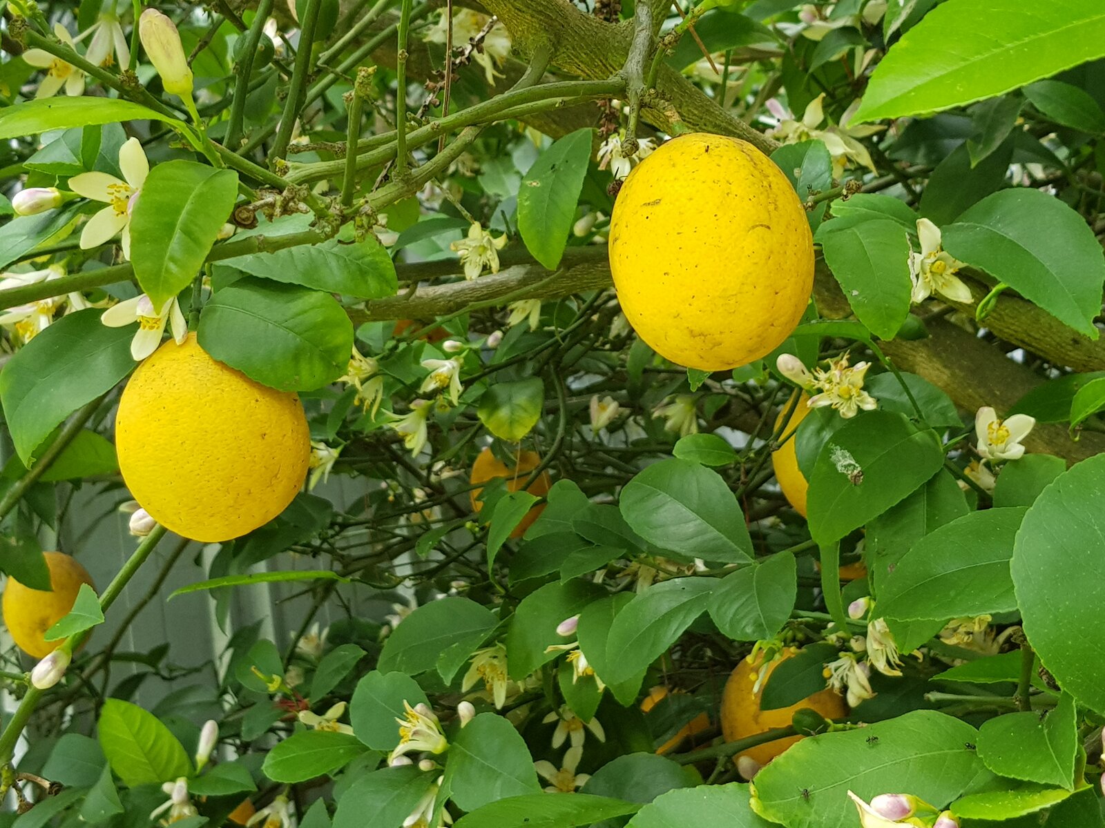 Hidden underneath were the ripe lemons