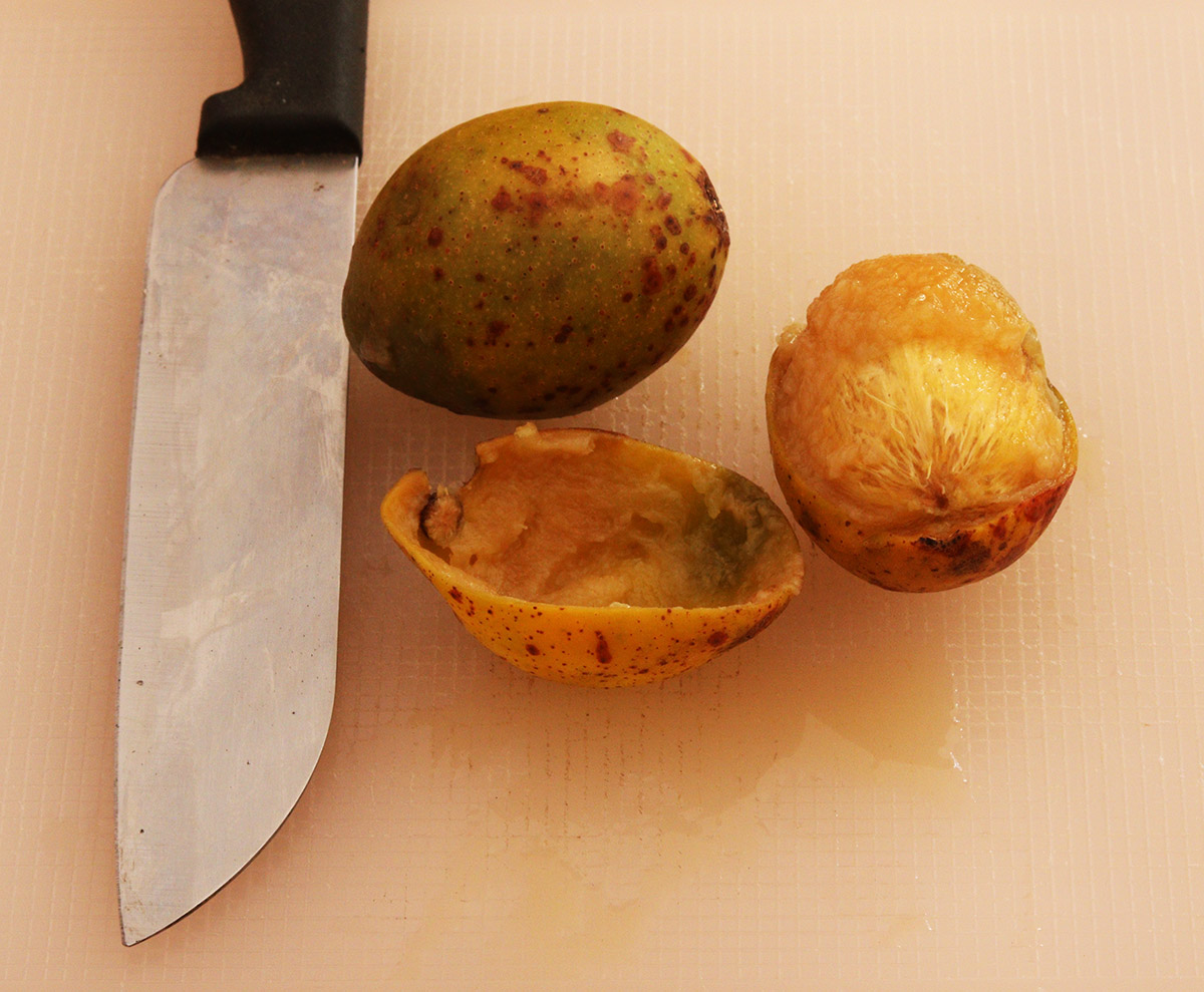 Hog plum fruit s.jpg