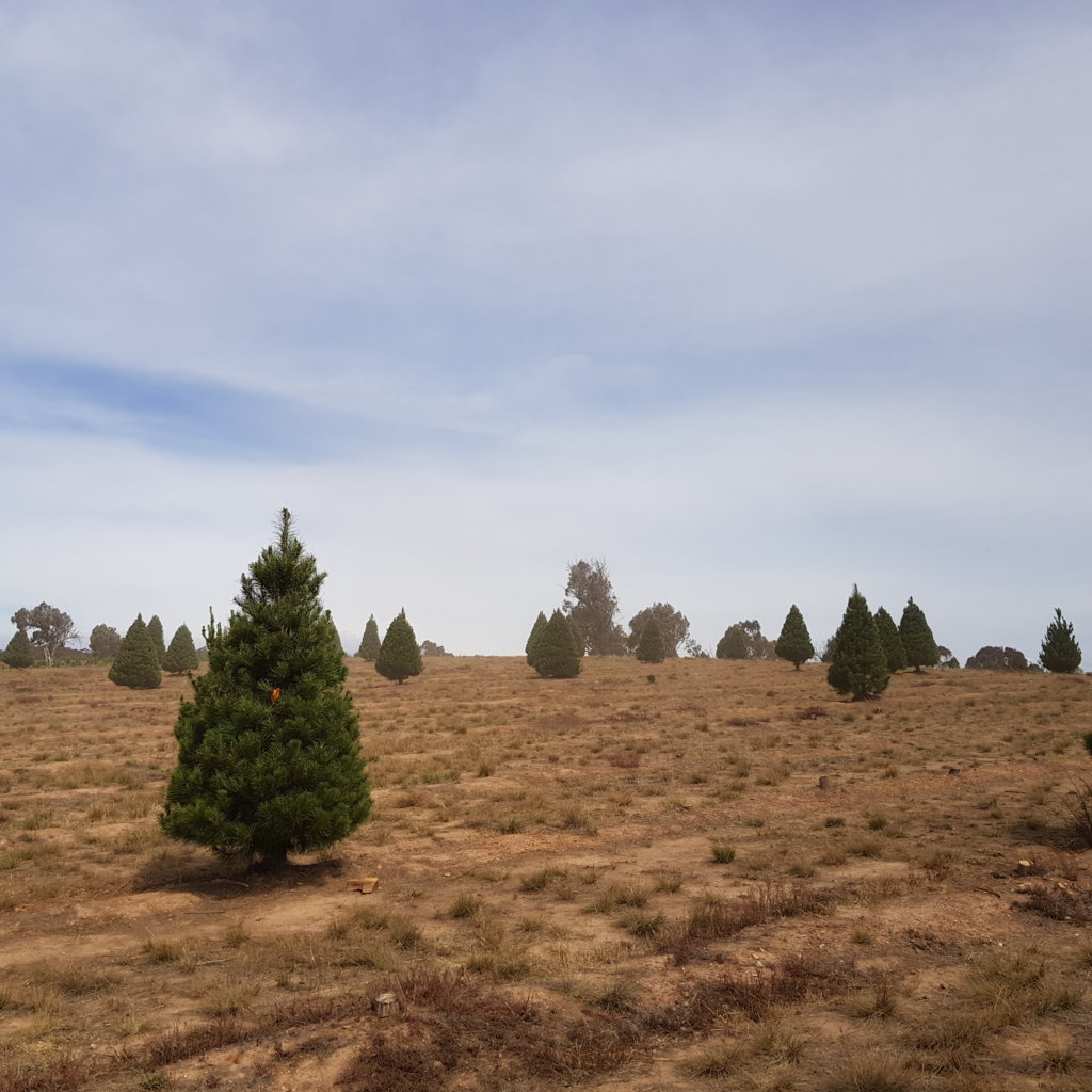 Hunting Christmas Trees, target located