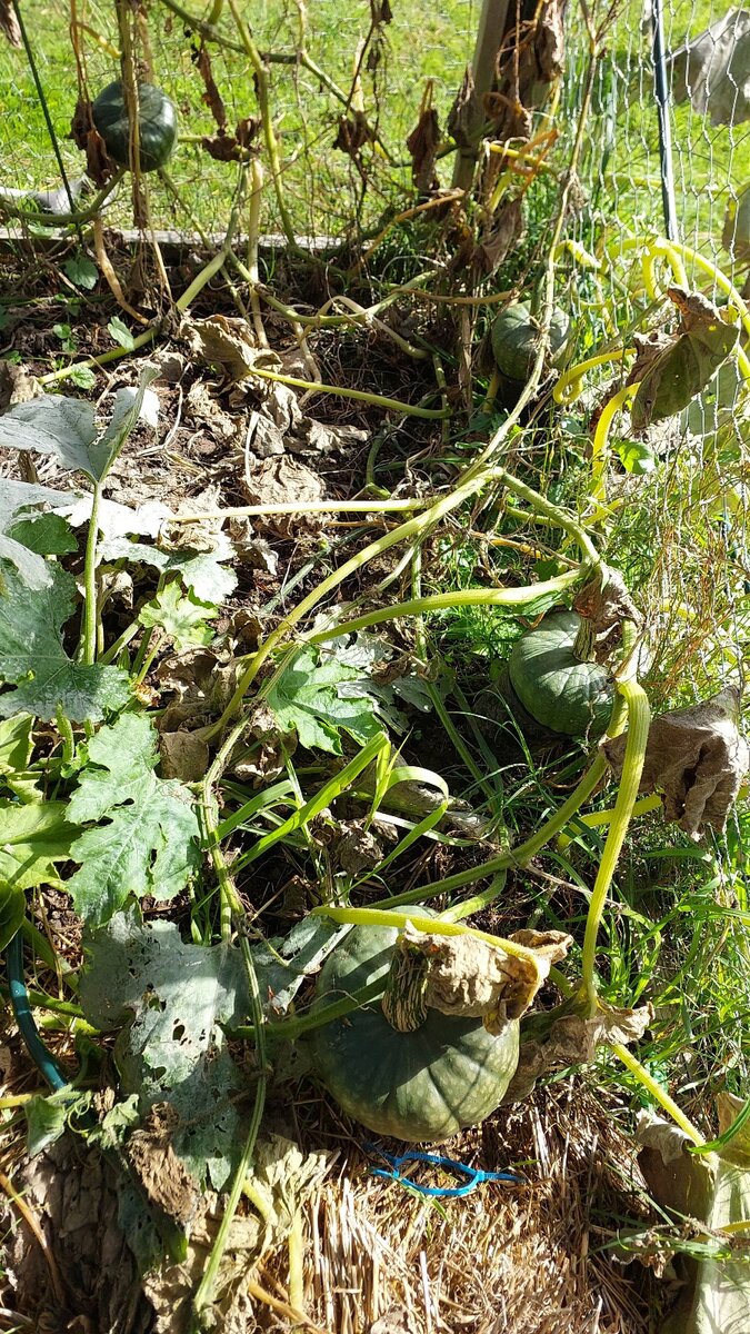 In there are 4 squash of varying sizes