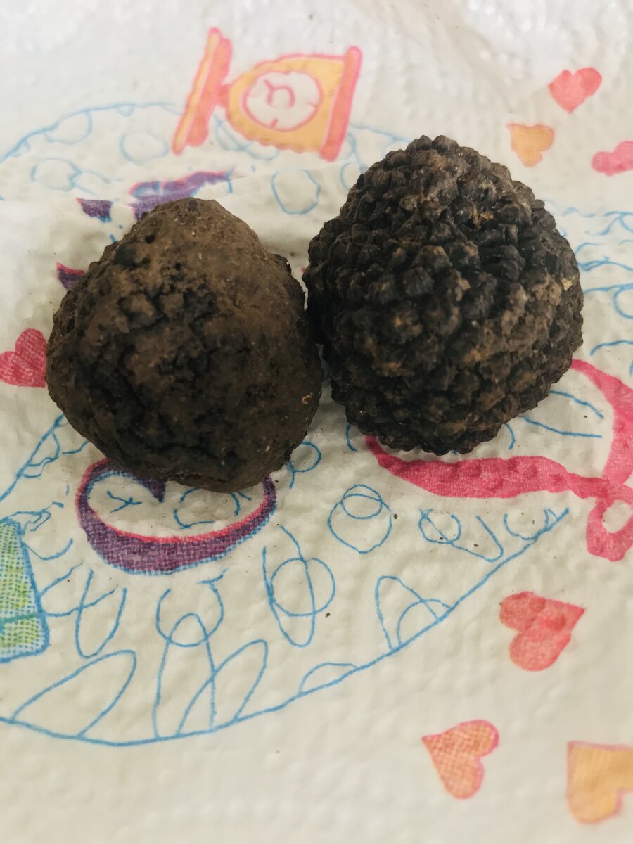 Italian Black Truffle.jpeg