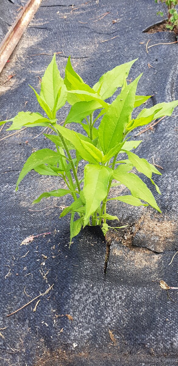 Jerusalem Artichoke