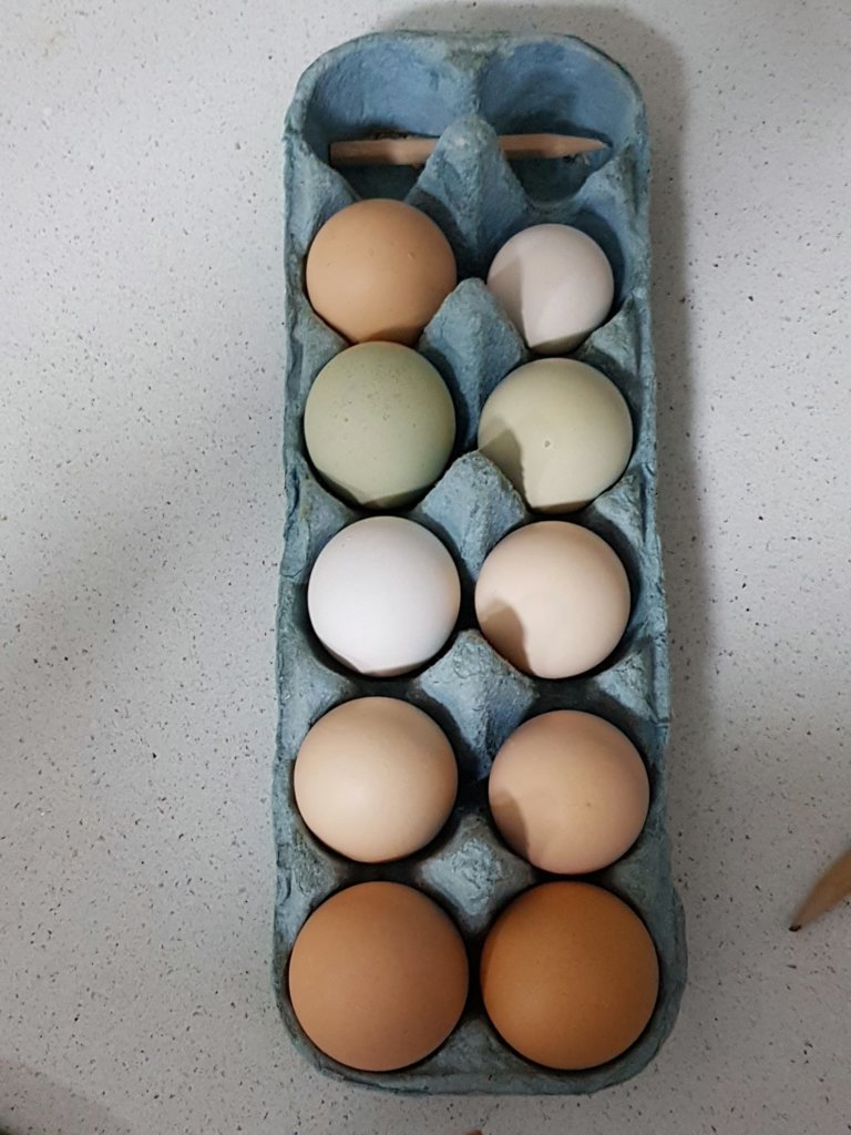 Just the 10 eggs today