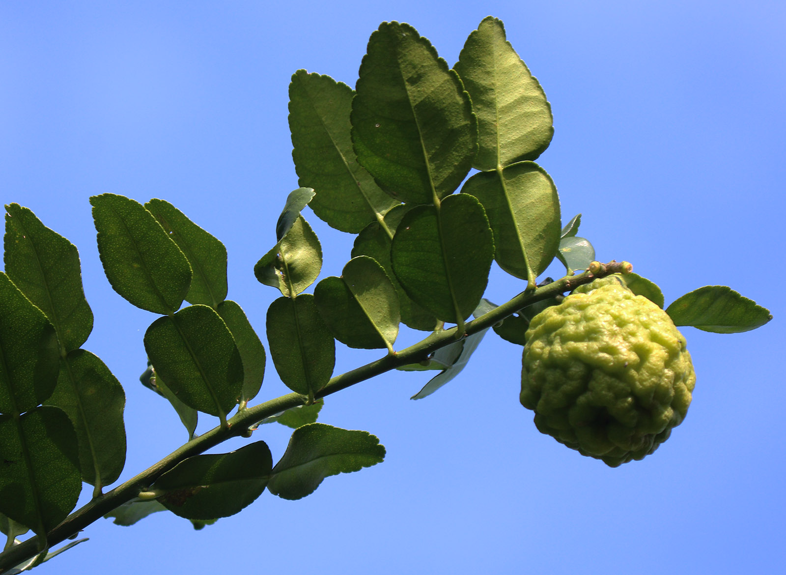 Kaffir lime 4 s.jpg