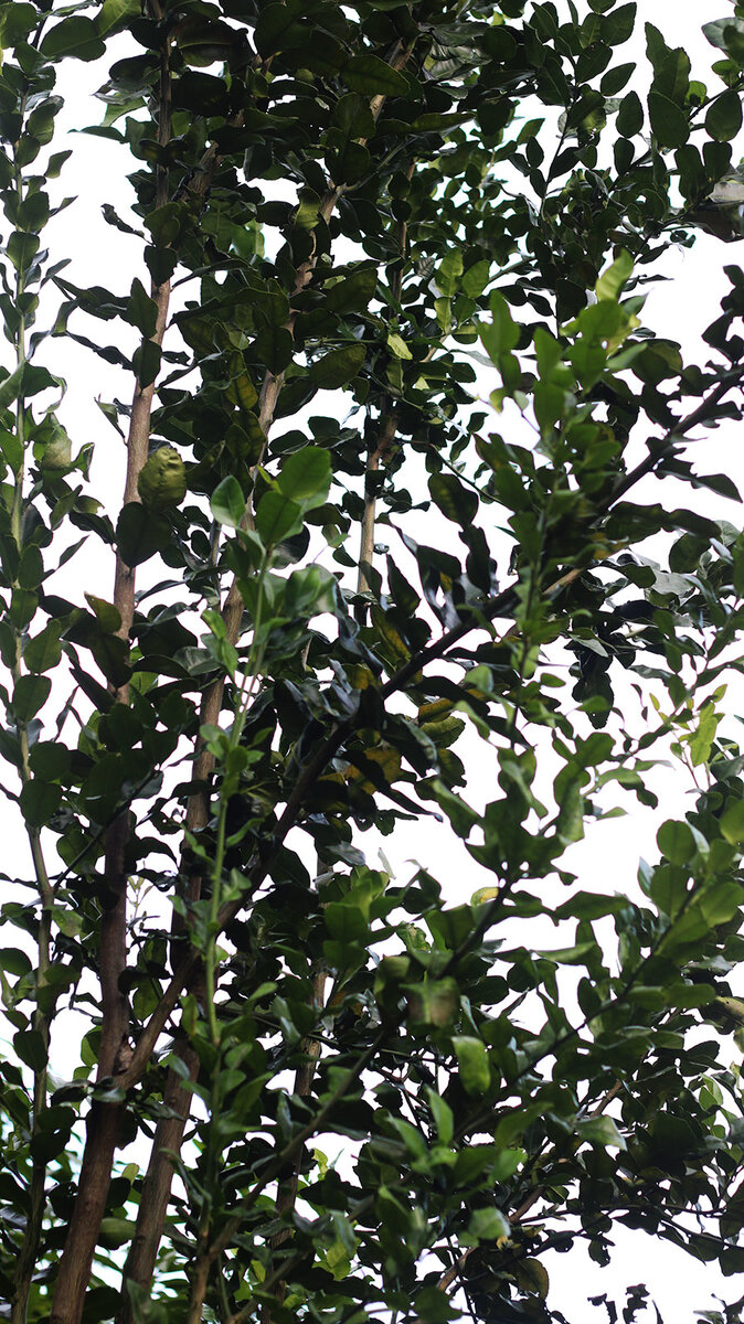 Kaffir lime leaves 2 s.jpg