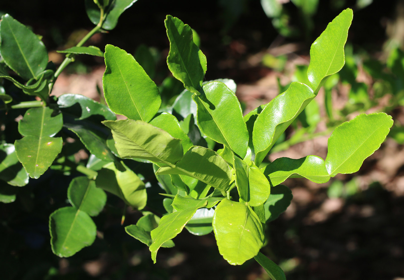 Kaffir lime leaves s.jpg