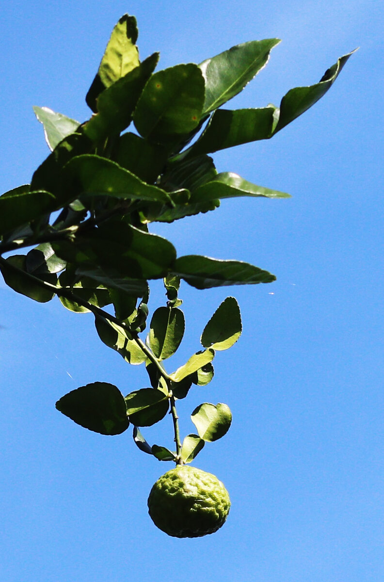 Kaffir lime s.jpg