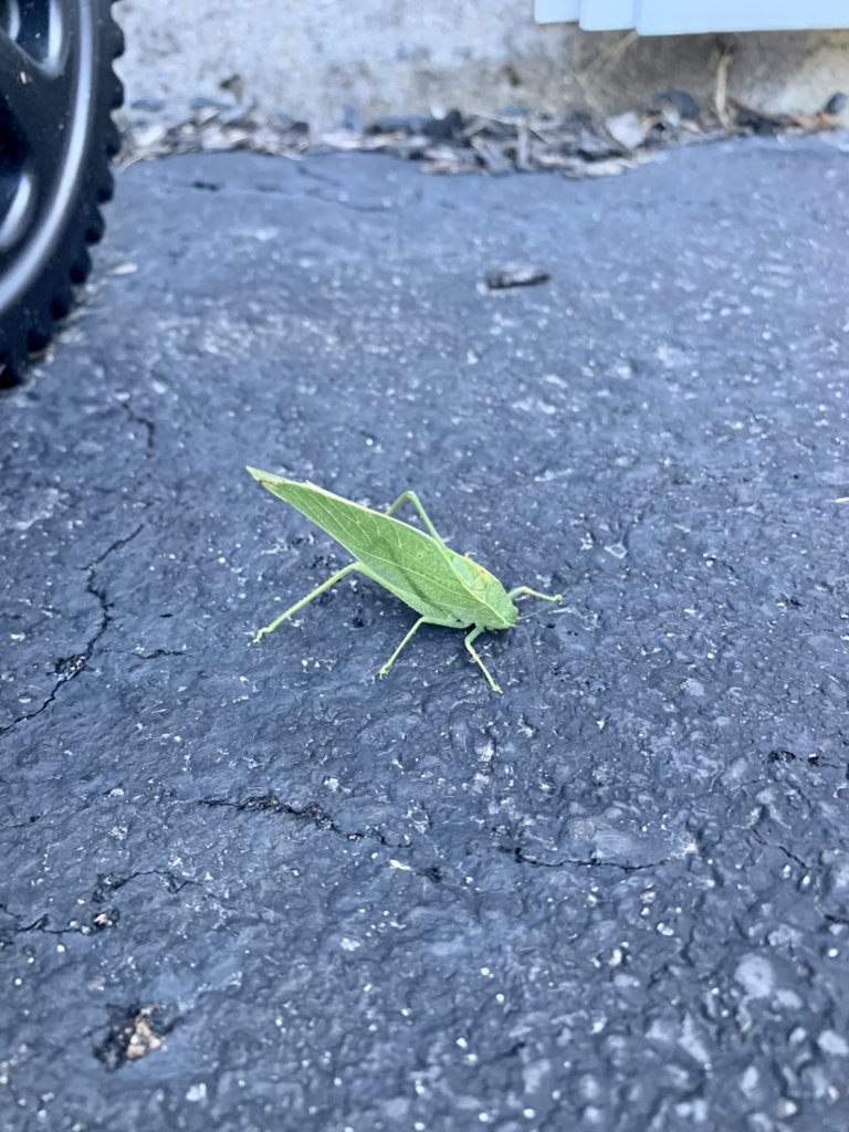 Katydid