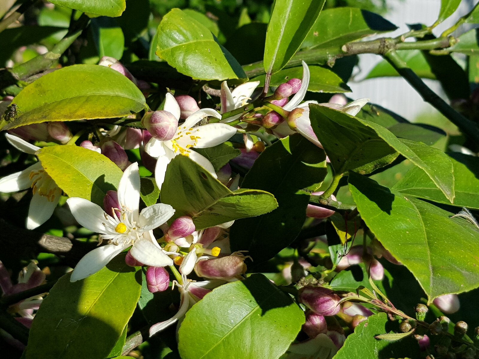 Lemon flowers & buds