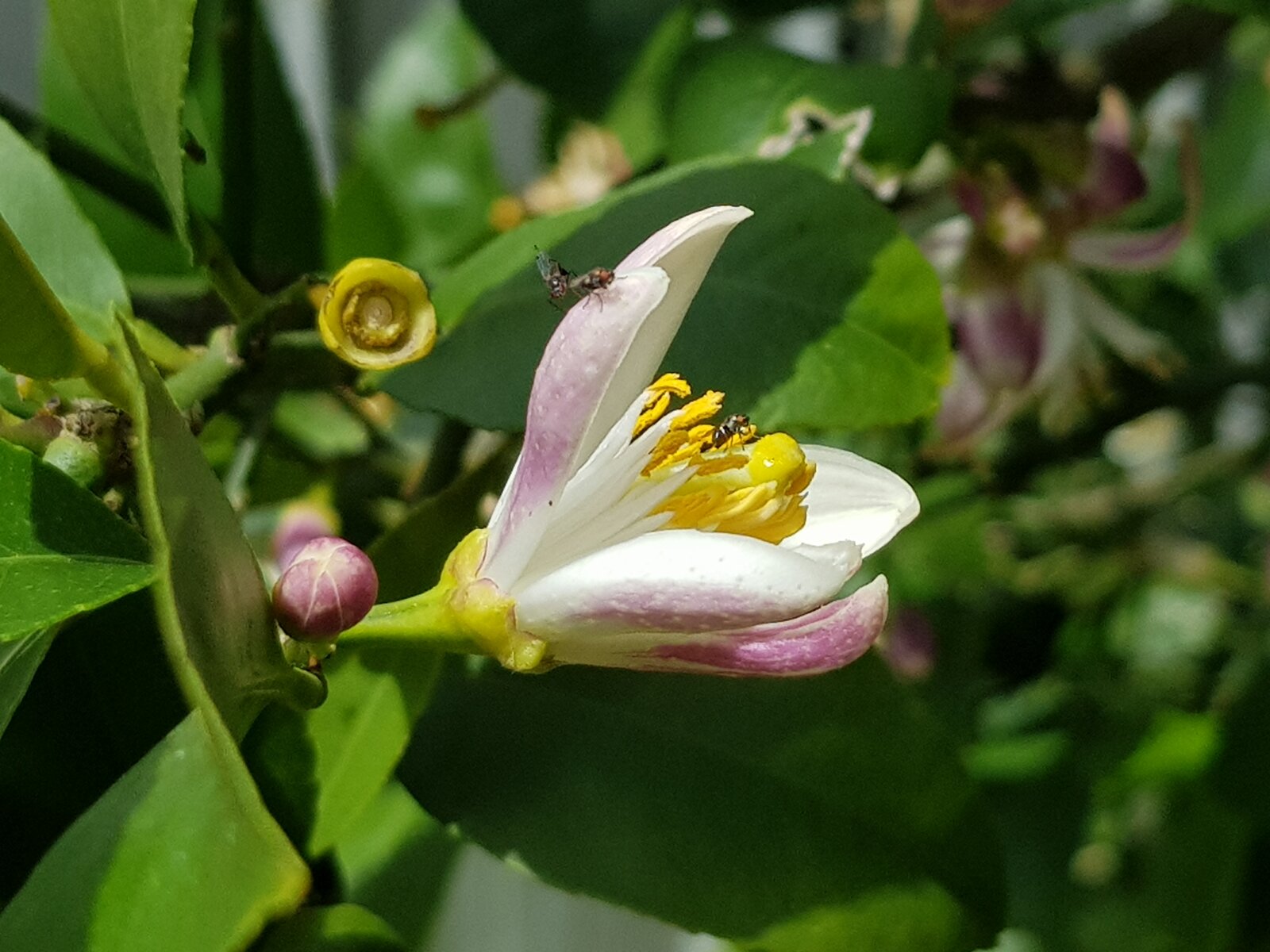 Lemon tree flowers