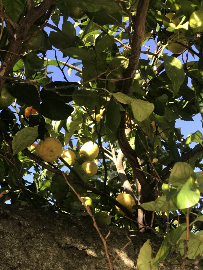 Lemon tree.jpeg