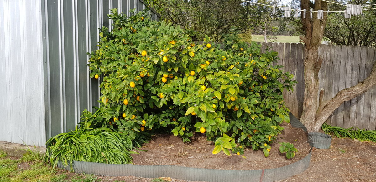 Lemon Tree