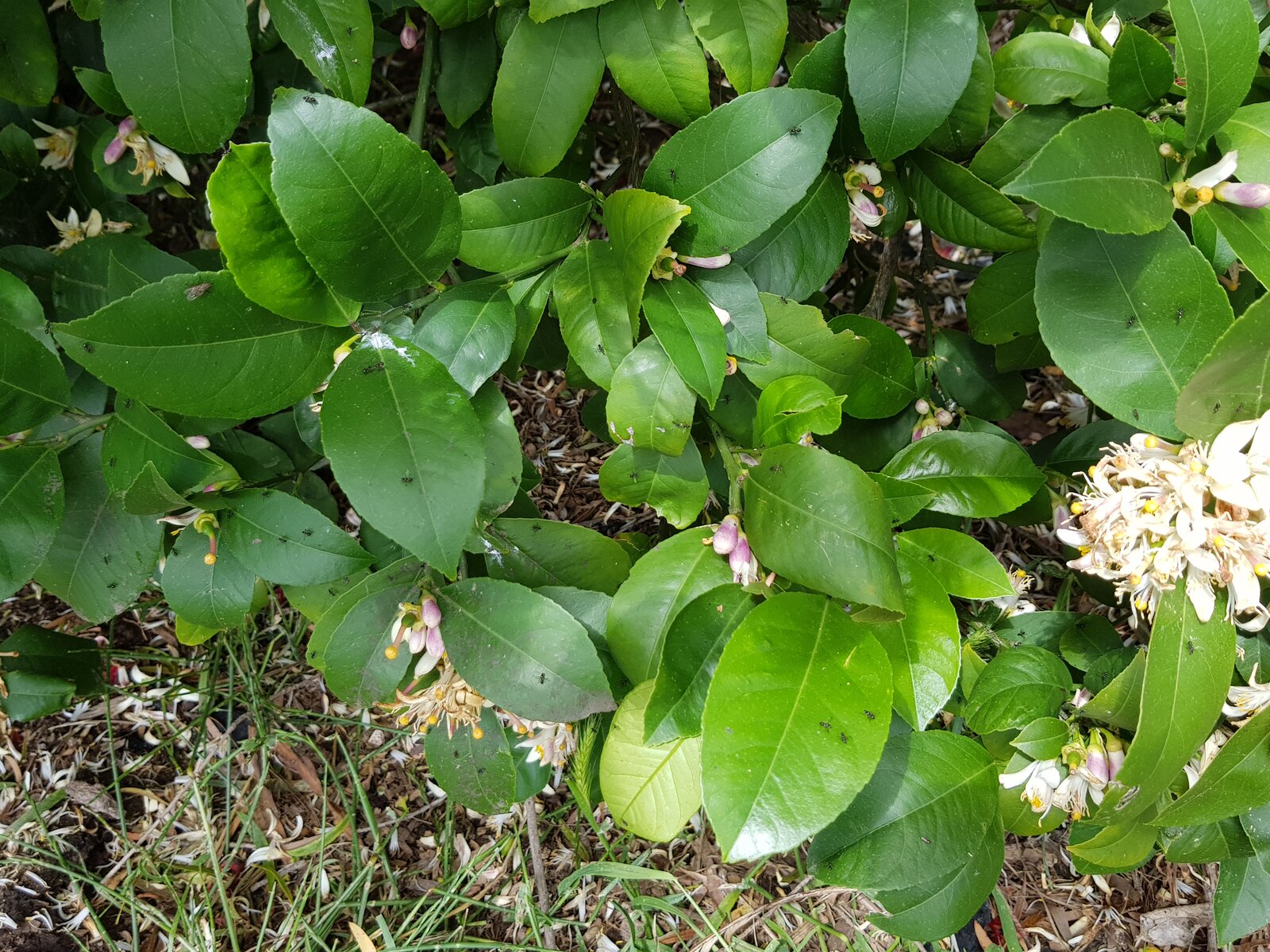 Lemon tree