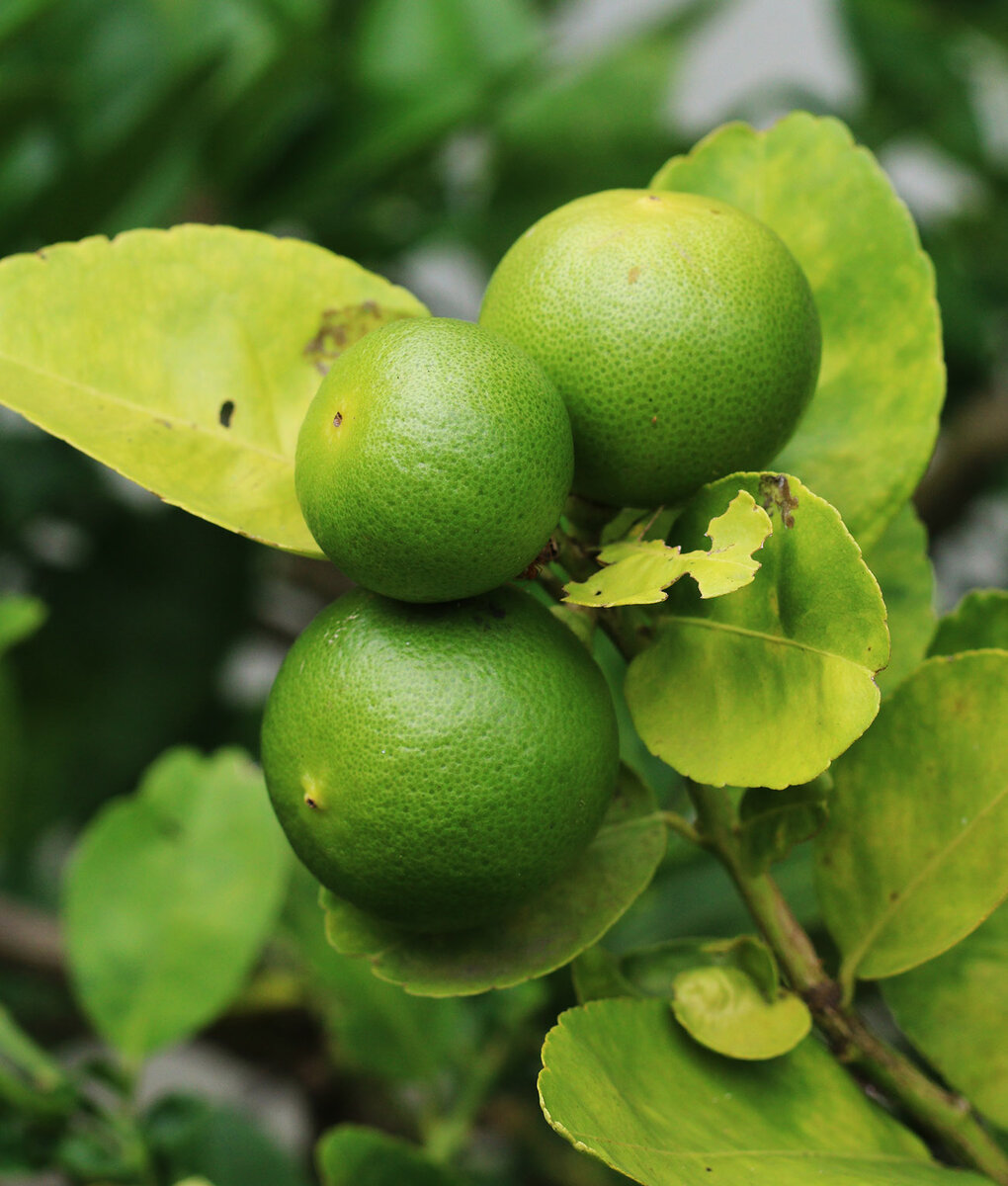 Lime tree 1 s.jpg