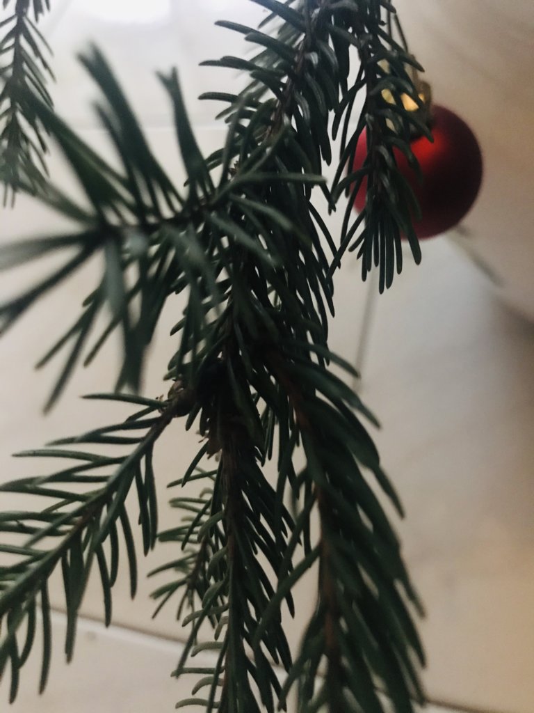 Little red ornament .jpeg