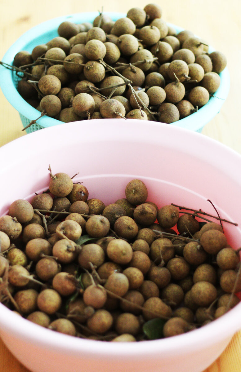 Longan s.jpg