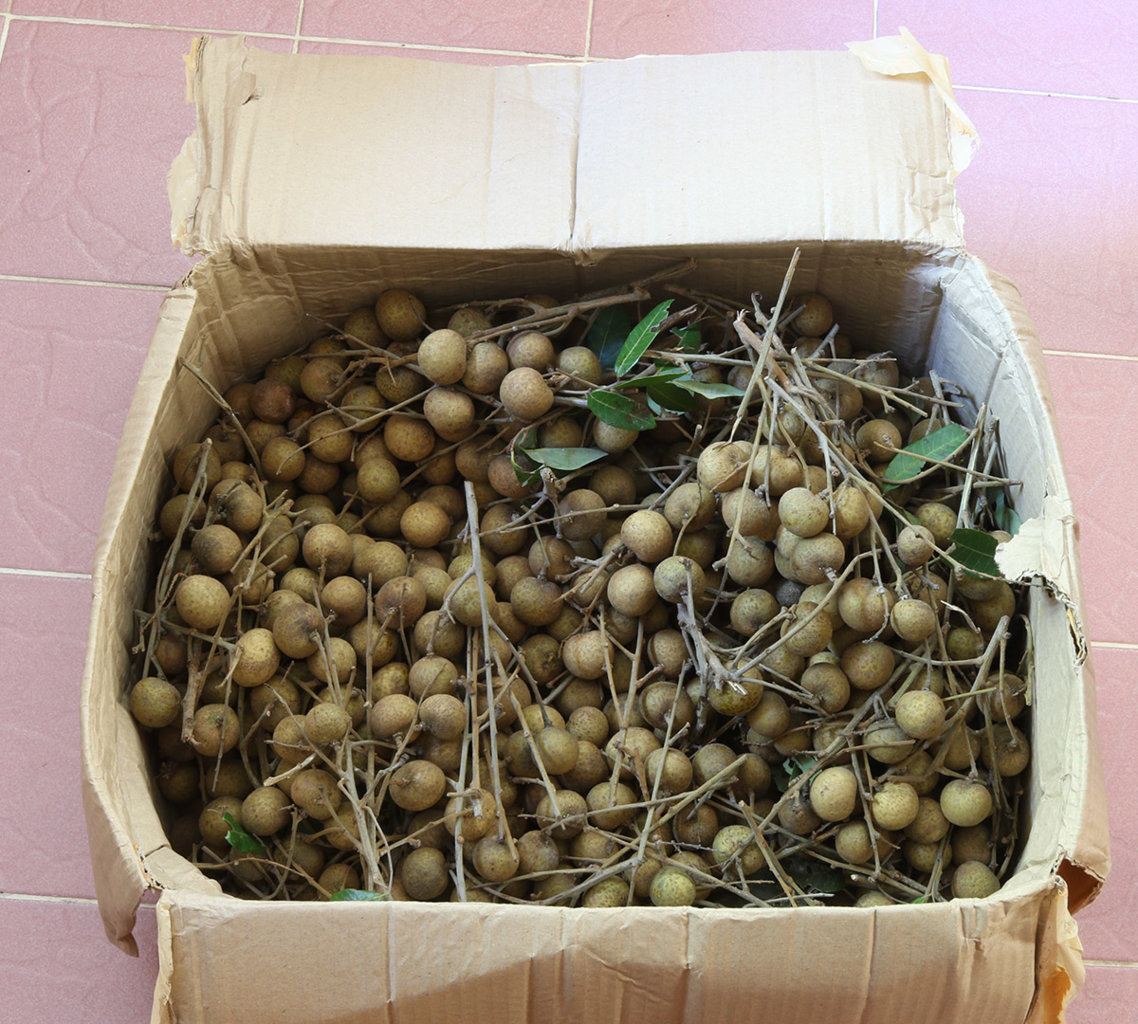 Longan s.jpg